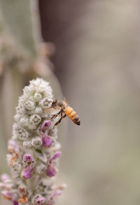 Close-up of honey bee pollinating on flower