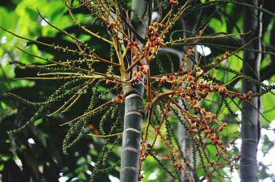 Close-up of berries growing on tree