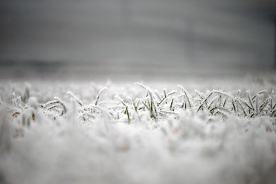 Close-up of snow on field