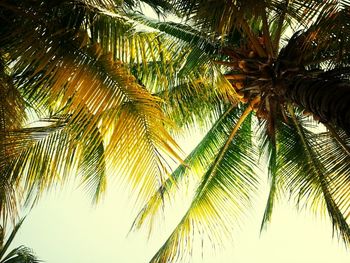 palm tree