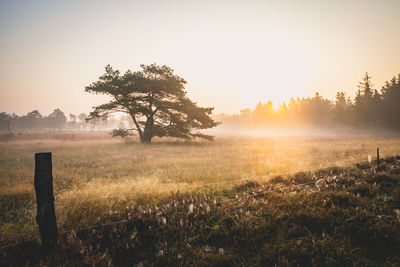 Trees on field against sky during sunset