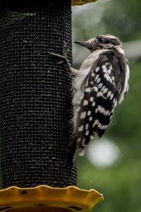 Spotted wings