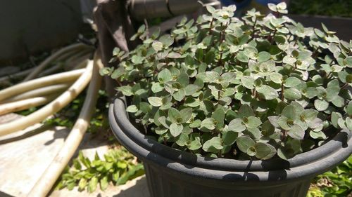 High angle view of potted plant in basket