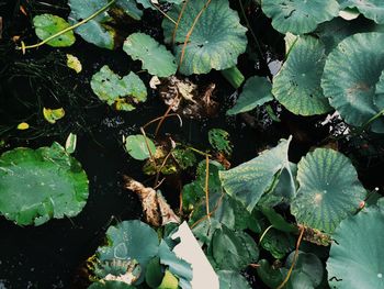 High angle view of plants