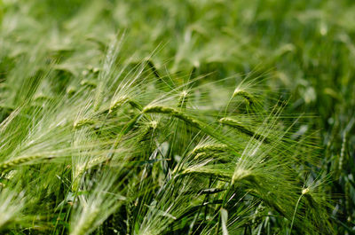 Close-up of crops growing on field