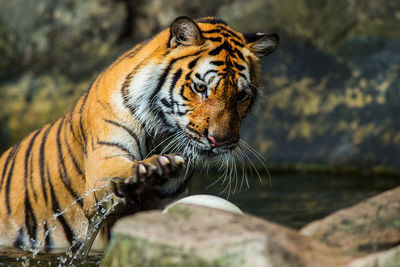 Close-up of a tiger