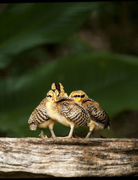 Close-up of two birds on wood