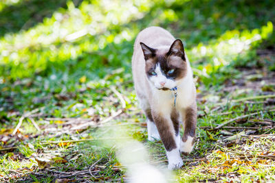 Portrait of cat on field