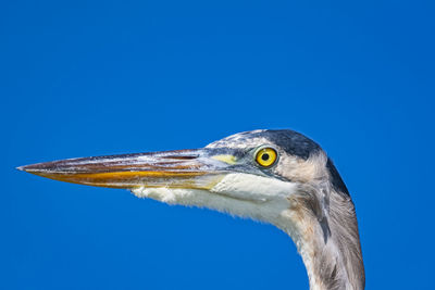 Close-up of a great blue heron against clear blue sky