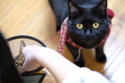 Portrait of black cat