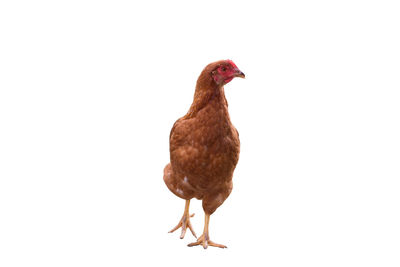 Close-up of a bird over white background