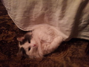 High angle view of cat lying down