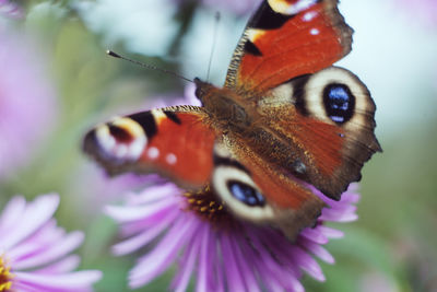 Close-up of butterfly pollinating on flower