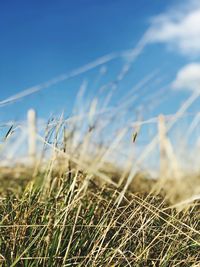 Close-up of grass on field against sky