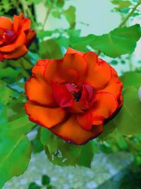 Close-up of red flower blooming outdoors