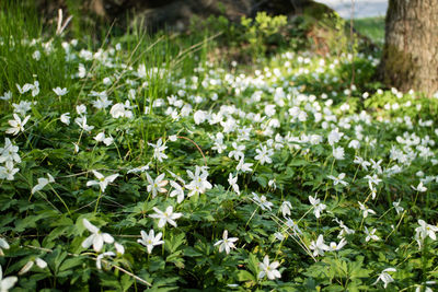 Close-up of flowers blooming outdoors