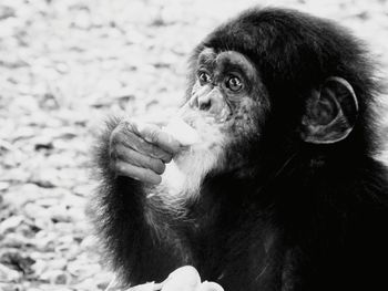 Close-up of monkey looking away