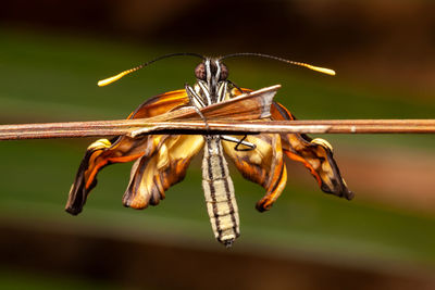 Close-up of butterfly on plant