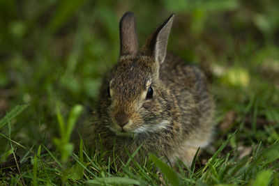 Close-up of rabbit on field