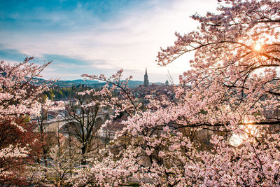 Flowering trees against sky