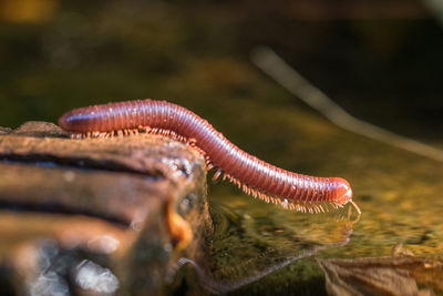 Close-up of insect