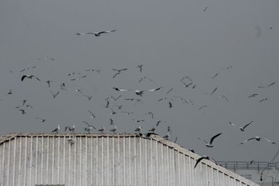 Low angle view of birds flying against sky