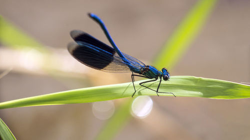 Close-up of damselfly resting or watching on a reed leaf above the river in a summer day sunlight