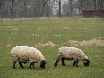 Hiking near winterswijk in the netherlands