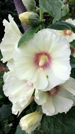 Close-up of pink flowers