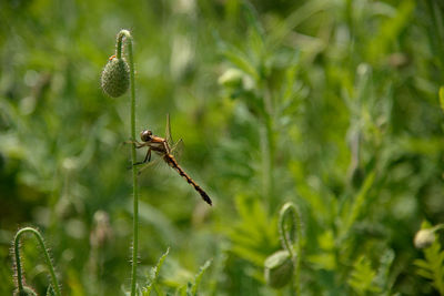 Close-up of dragonfly on plant