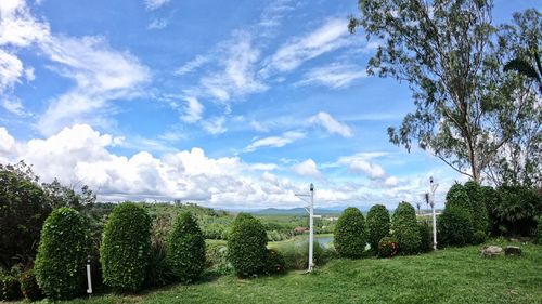 Trees on field against sky