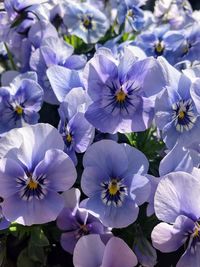 Close-up of blue flowering plant