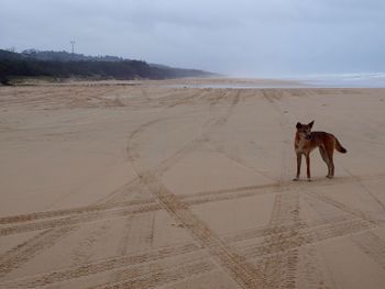 View of a dog on beach