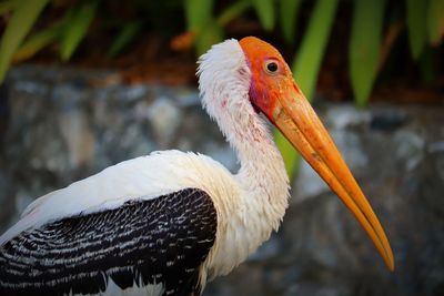 Close-up of parrot