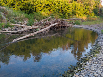 Scenic view of lake in forest