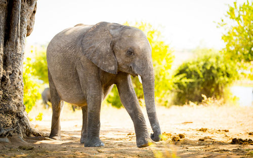 Elephant drinking water