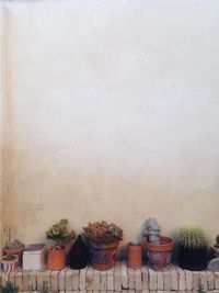 Potted plants on wall