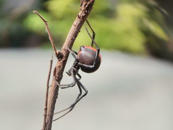 Redback widow