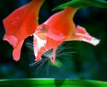Close up of red flower