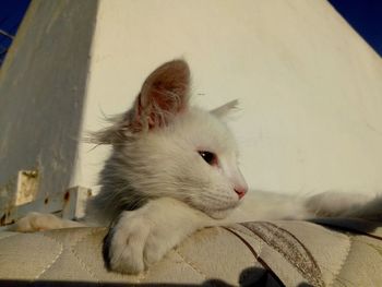 Close-up of a cat