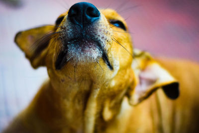 Close-up of a dog