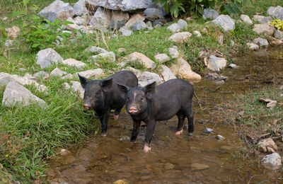 High angle view of pigs standing on rock