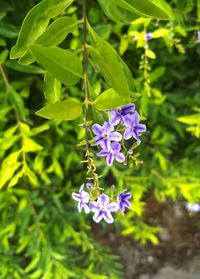 Close-up of purple flowering plant