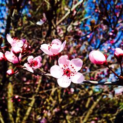 Close-up of pink flowers blooming on tree