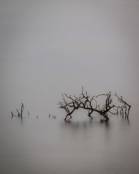 Birds flying over lake