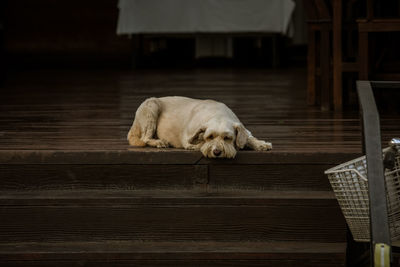 White dog sleeping on the stairs