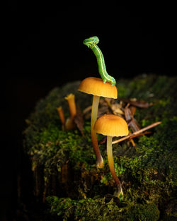 Close-up of mushroom growing on field