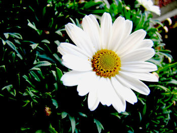 Close-up of white flower