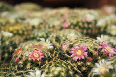 Close-up of pink flowering plants on field