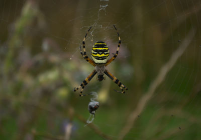 Close-up of spider on web